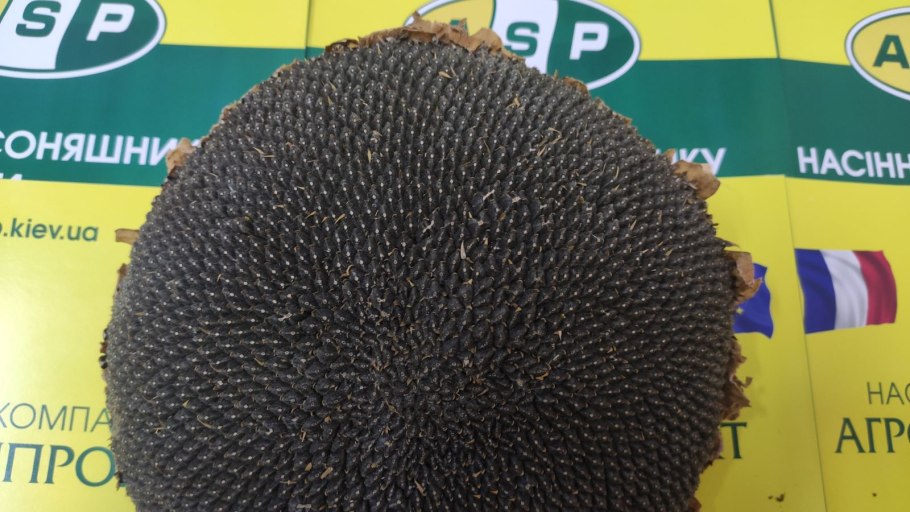 Семена подсолнечника Дая