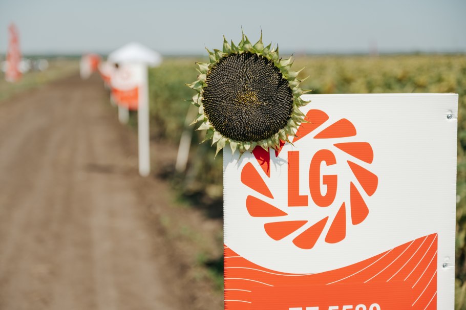 Ирен КЛП гибрид подсолнечника