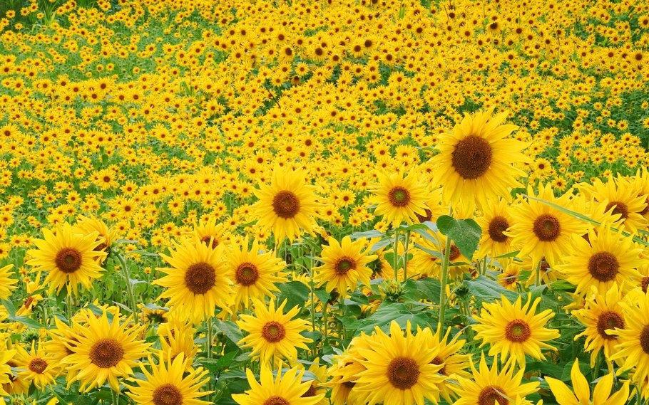 Семена подсолнуха Сингента