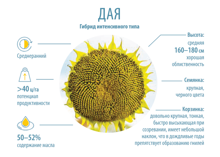 Семена цветов подсолнечник "Луна и солнце" посадка
