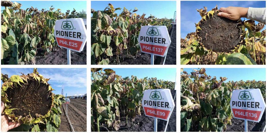 Подсолнух крупным планом