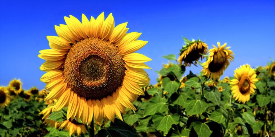 Цветущие Подсолнухи