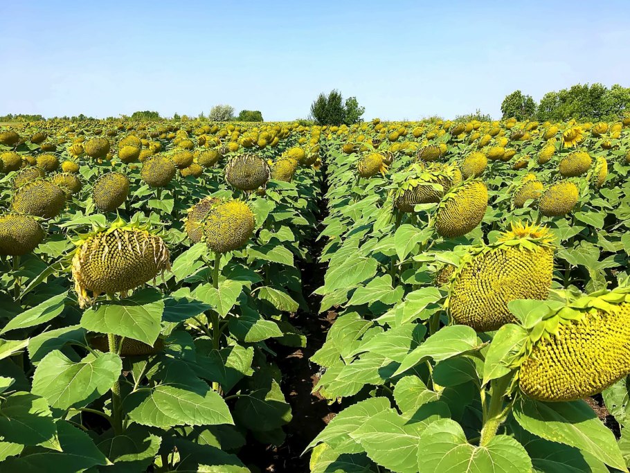 Подсолнух высокий