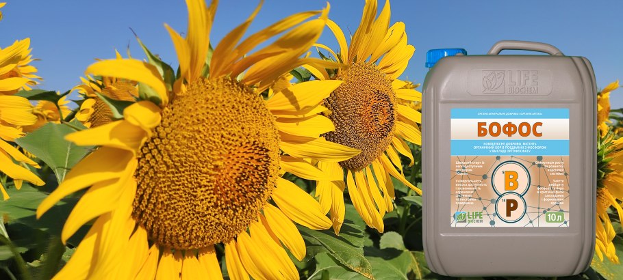 Семена подсолнечника Пионер п63ле10