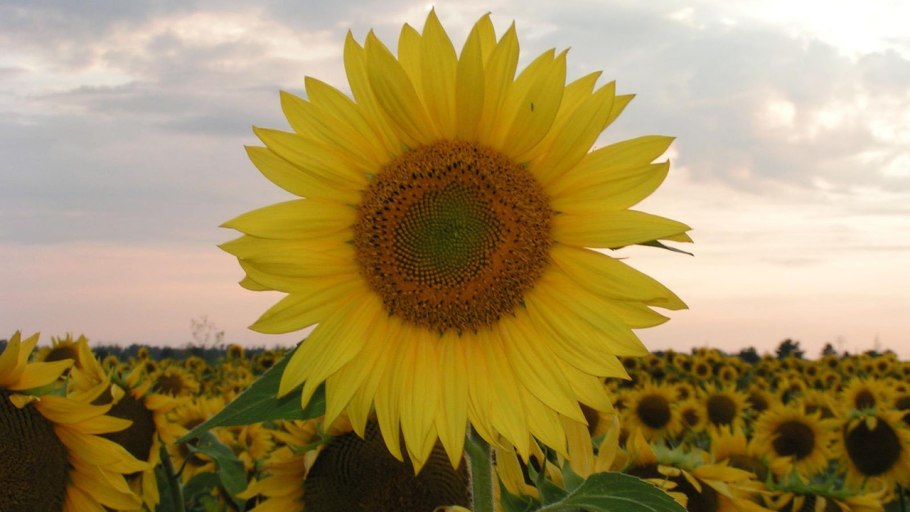 Гибрид подсолнечника 8h477cl