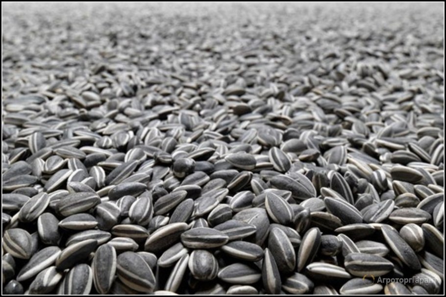 Подсолнечник zerera f236 семена подсолнечника Zara