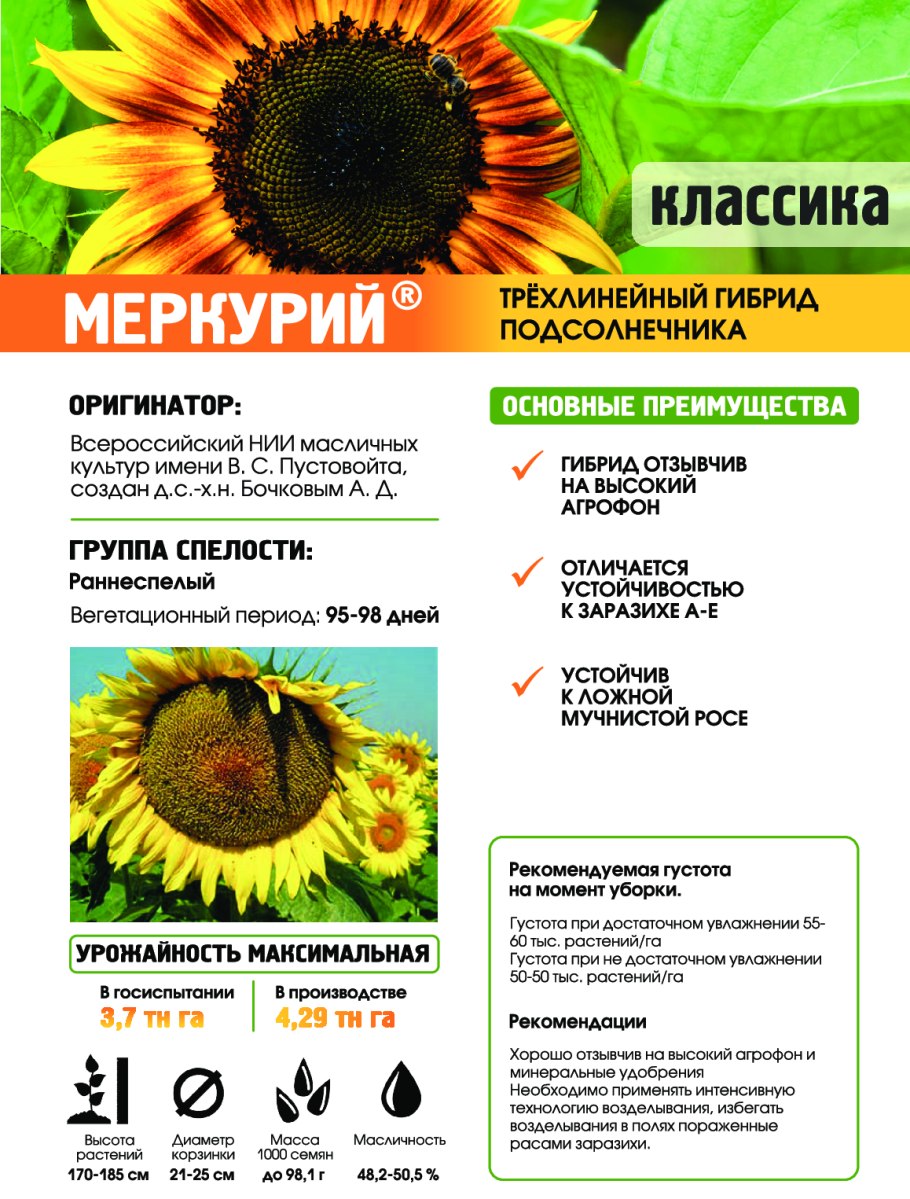 Подсолнечник Алтайский край