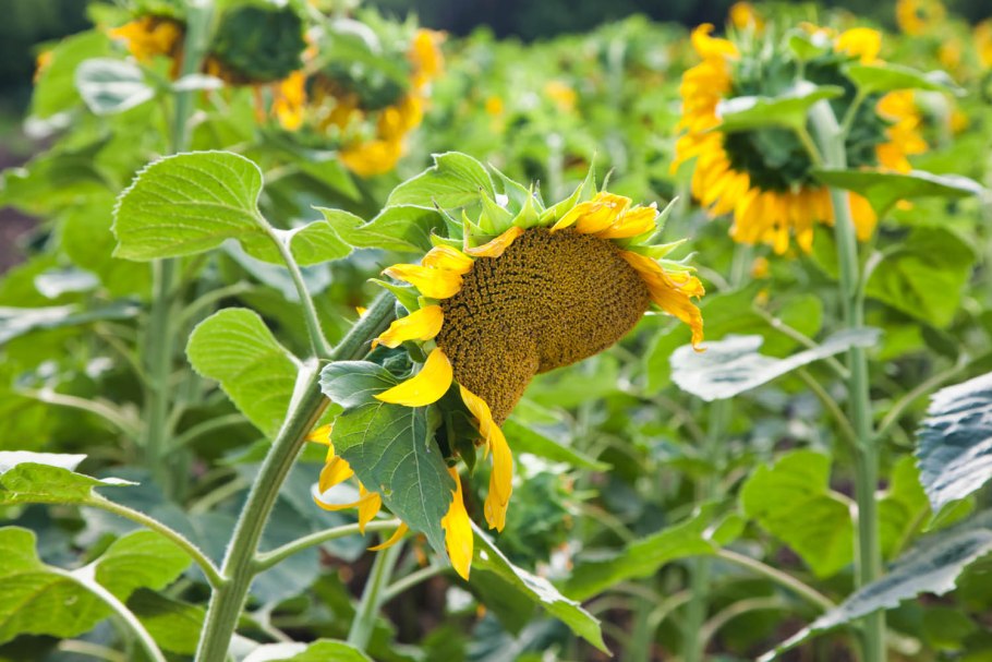 Суберик гибрид подсолнечника характеристика