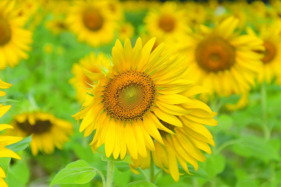 Желтые летние цветы