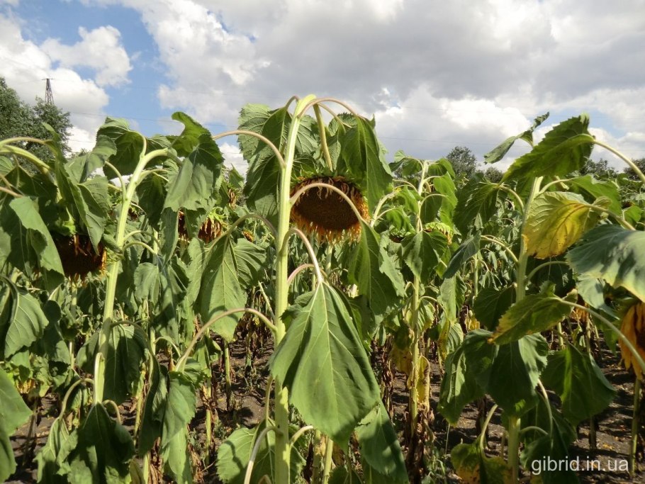 Подсолнух статуэтка