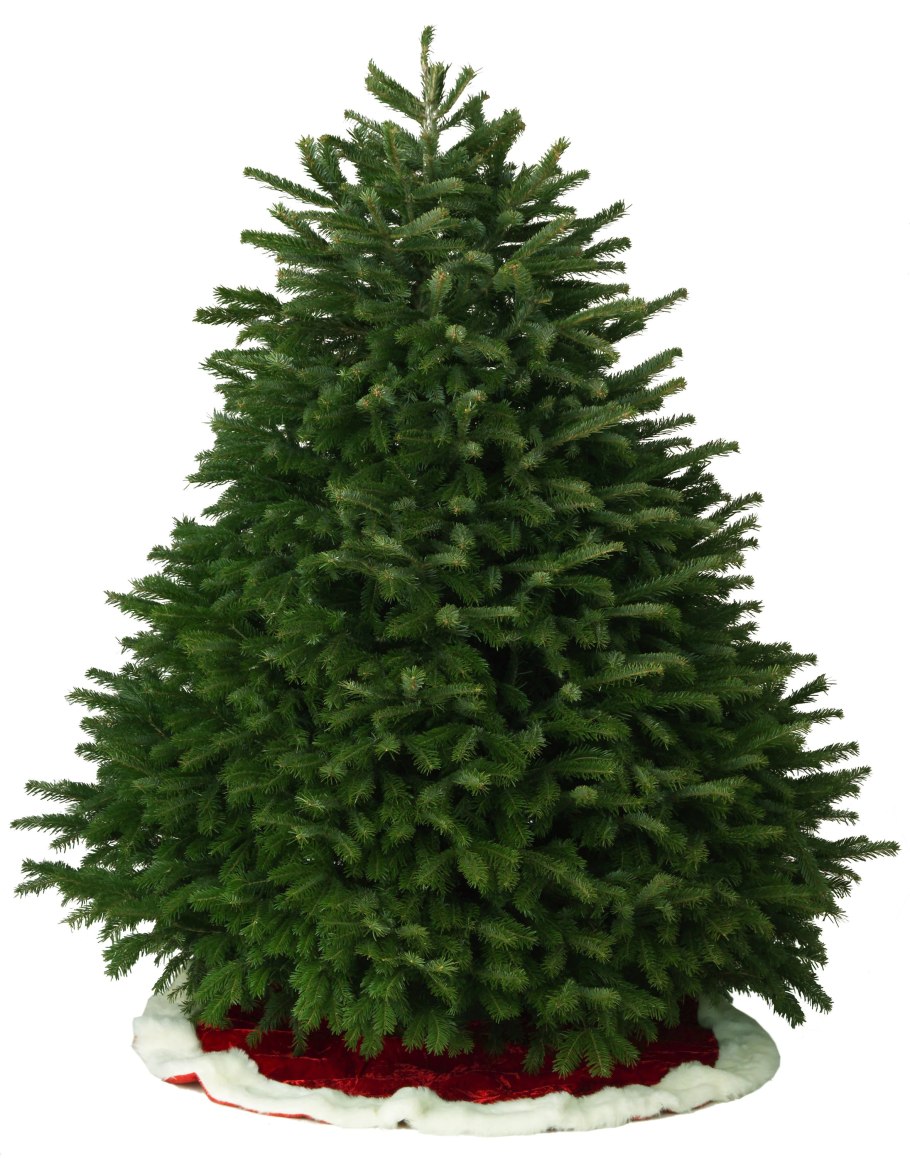 Датская пихта Нордмана