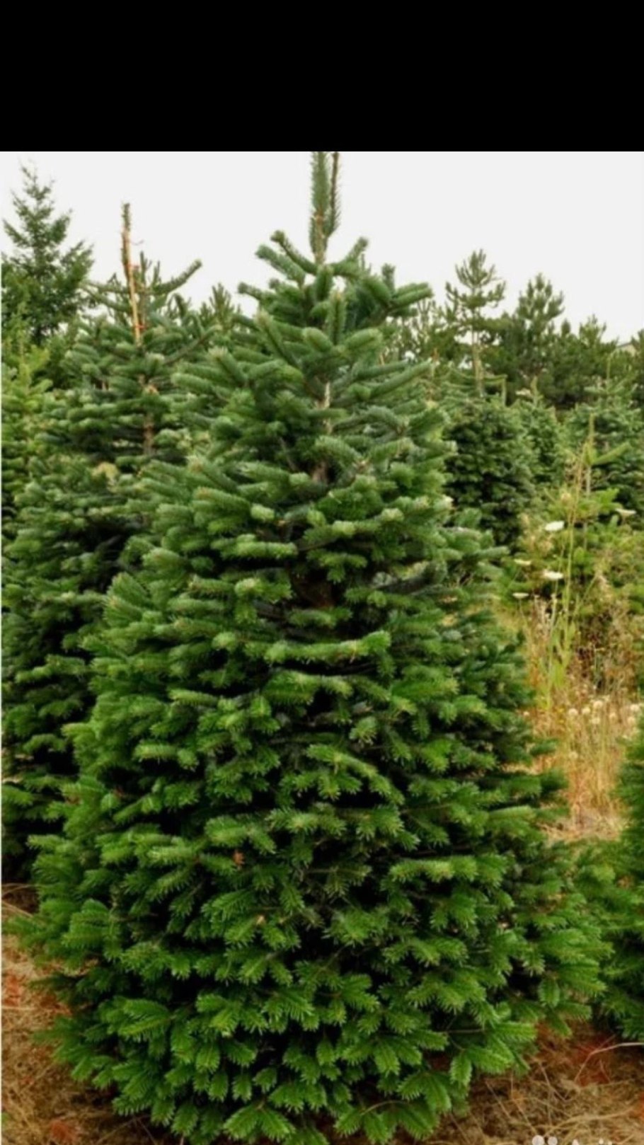Срезанные елки