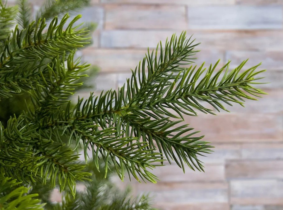 Пихта Нордмана 200см