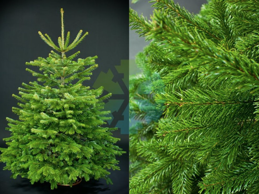 Датская пихта Нордмана