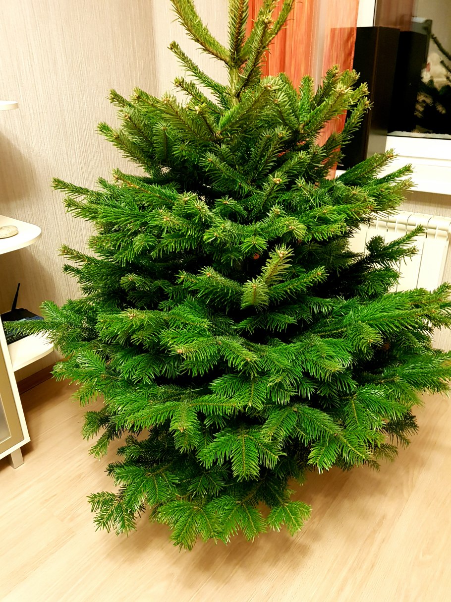 Пихта Нордмана