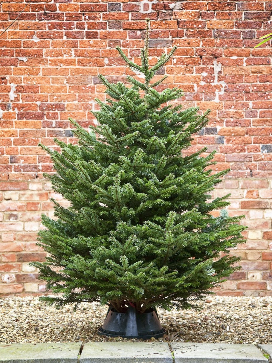 Датская пихта Нордмана