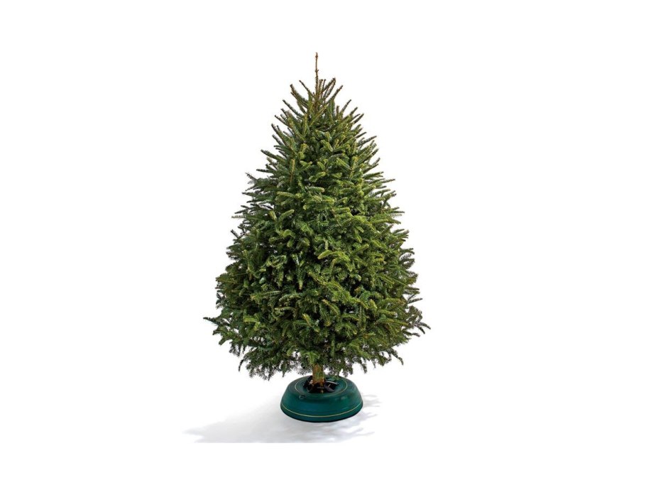 Царь елка ель Датская голубая заиндевелая 1.85