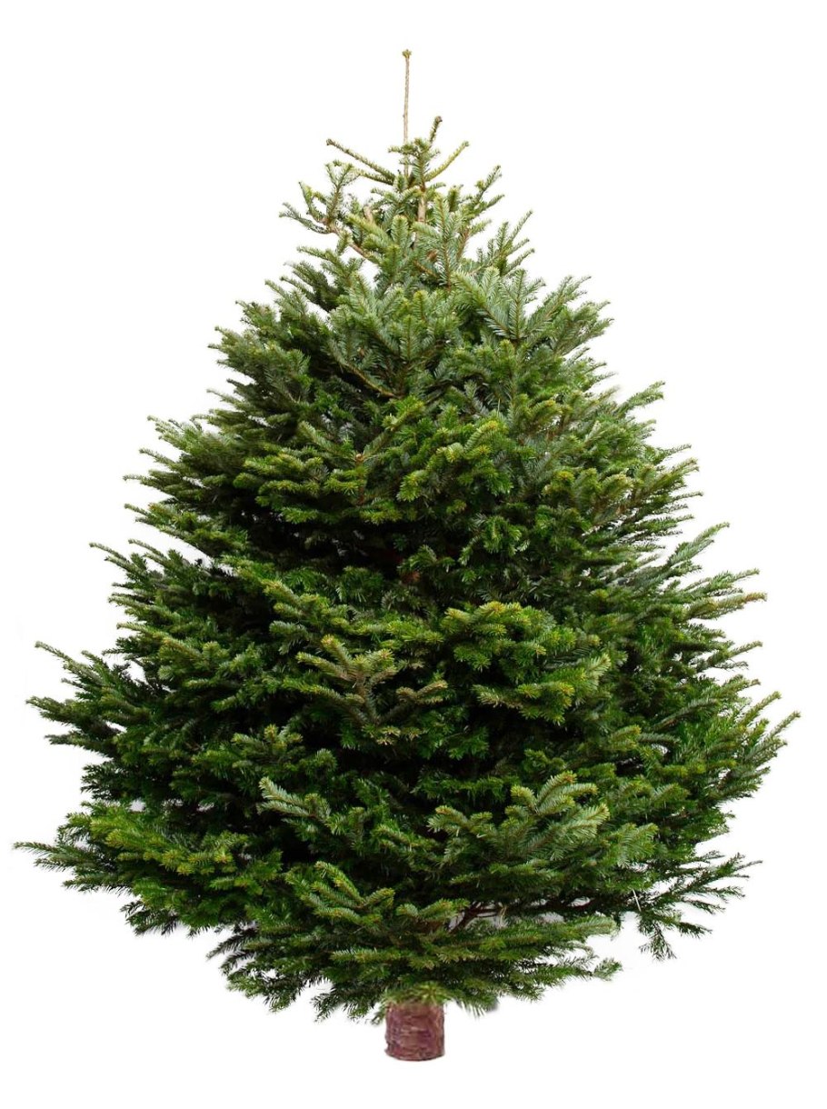 Пихта Фразера