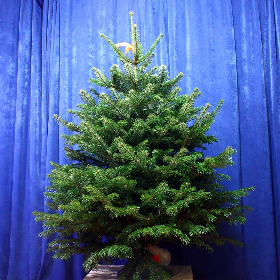 Пихта Нордманна или Датская ель