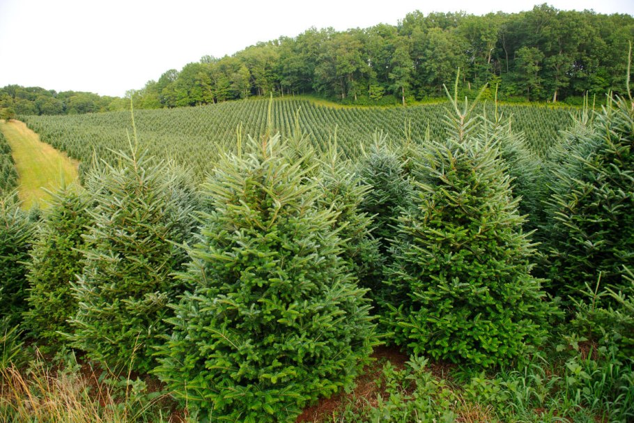 Пихта Нордмана премиум