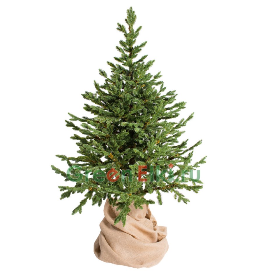 Пихта Фразера бальзамическая