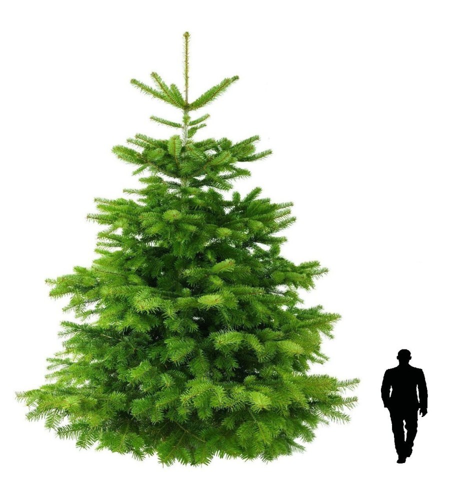 Black Box сосна Датская 1.55