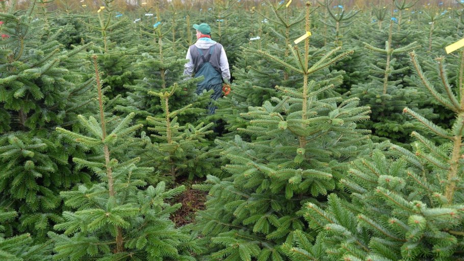 Пихта Фразера