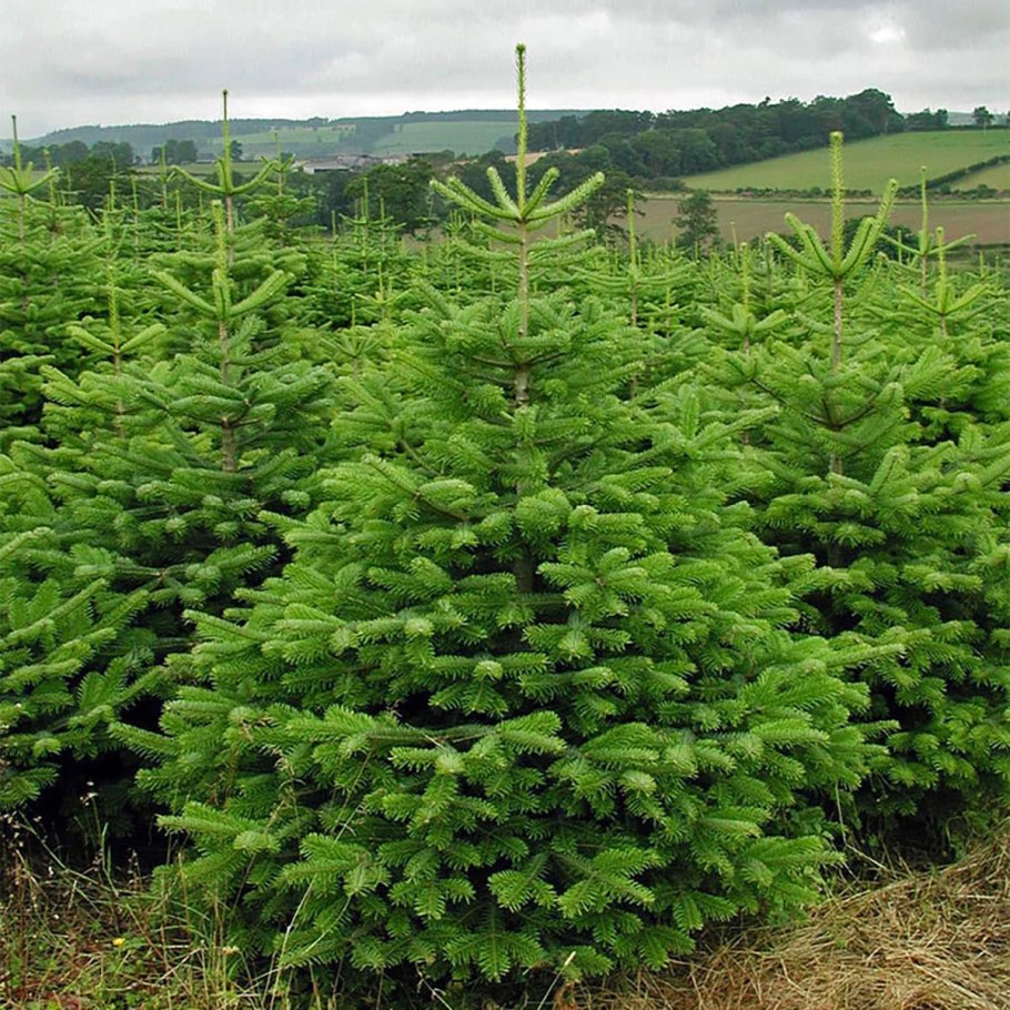 Пихта Нордмана Леруа Мерлен