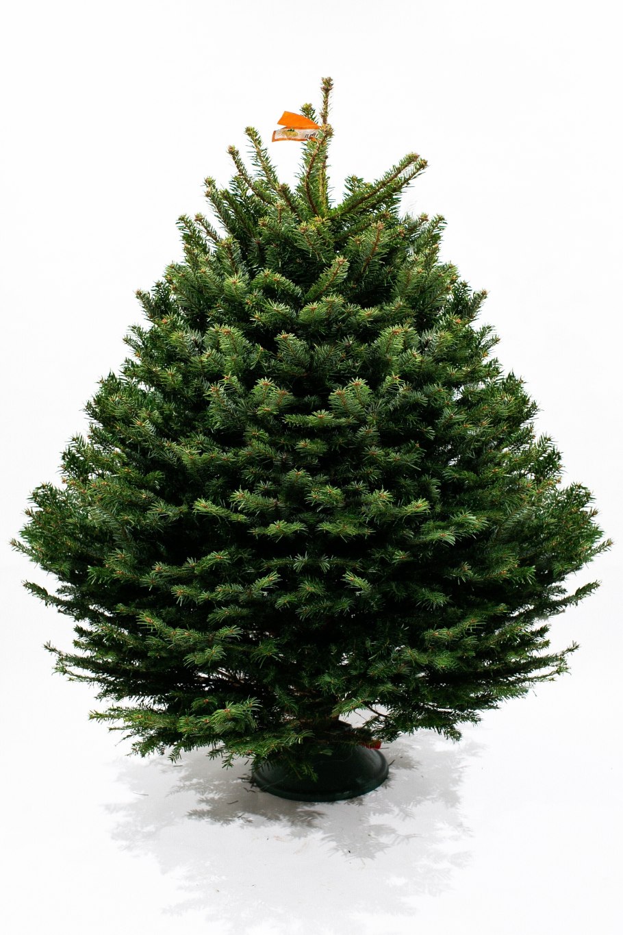 Ель Императрица премиум