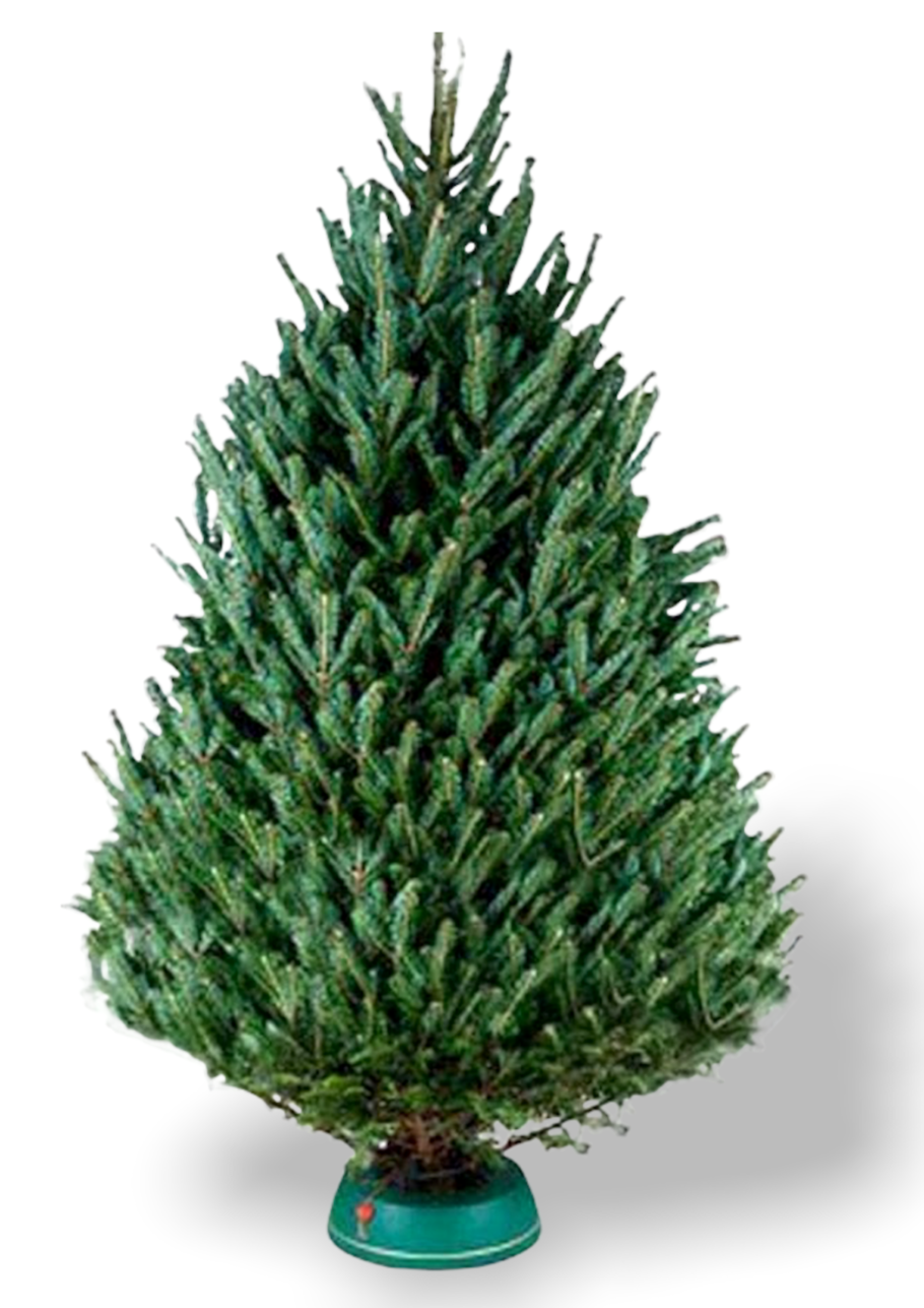Пихта Нордмана Датская ель