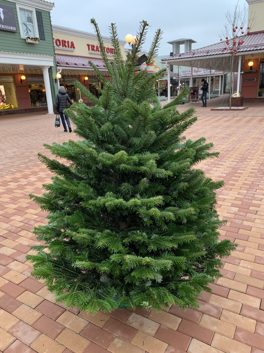 Датская пихта Нордмана