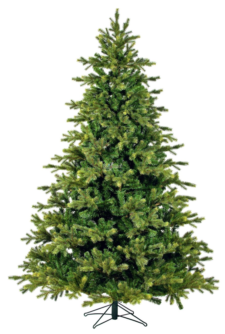 Пихта Нордмана в горшке