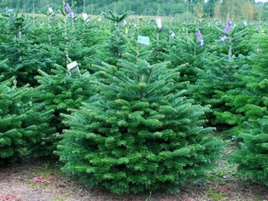 Пихта Фразера срезка