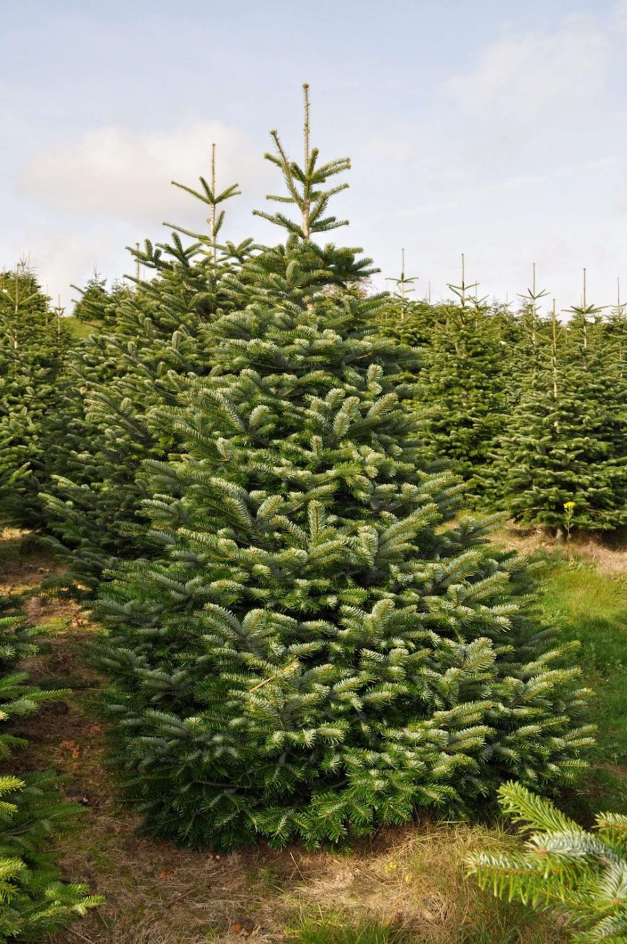 Green Trees ель Датская премиум 1.5