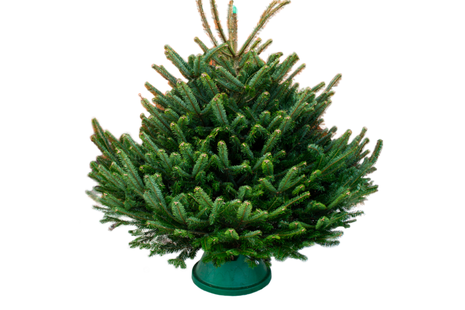 Датская елка Nordmann