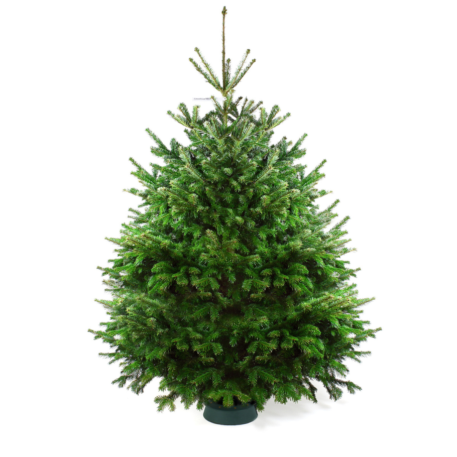 Ель Новогодняя красавица зеленая