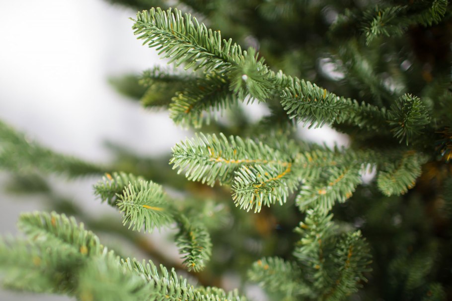 Пихта Нордмана