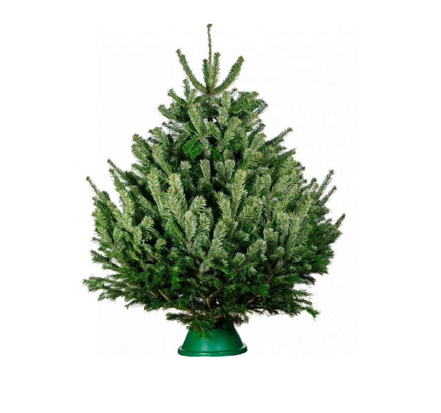 Датская елка Nordmann