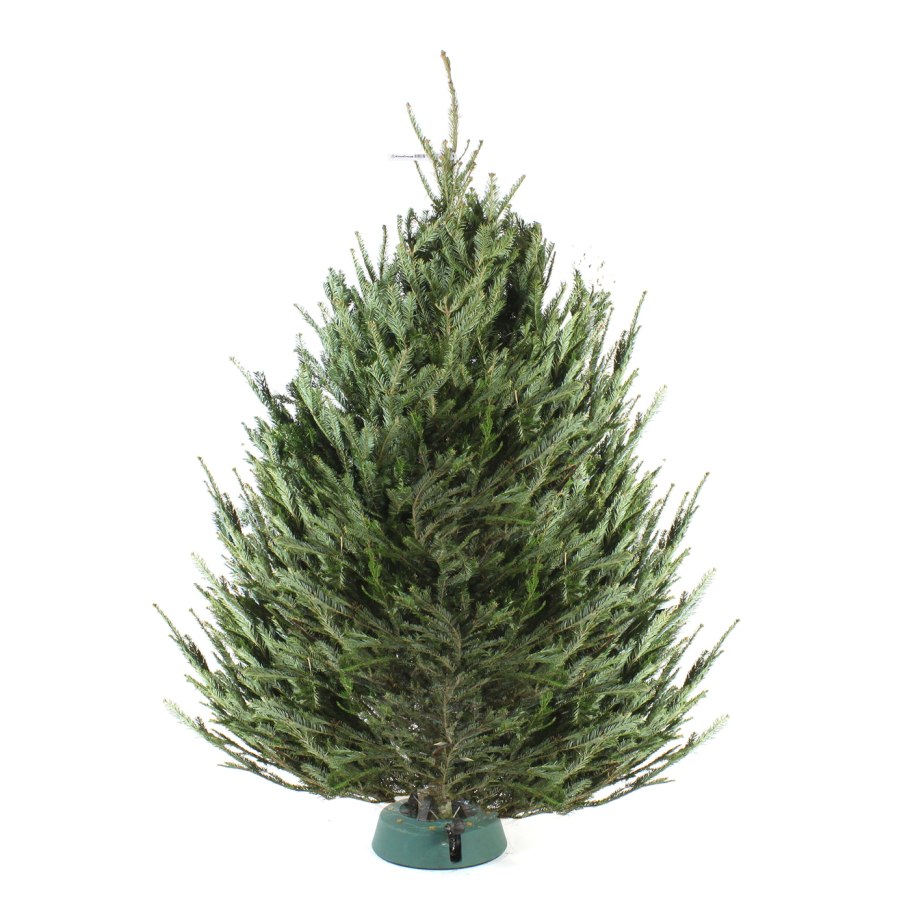 Рождественская пихта Нордмана