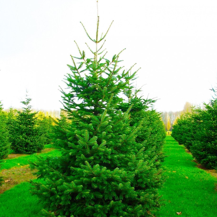 Новогодняя пихта Нордмана