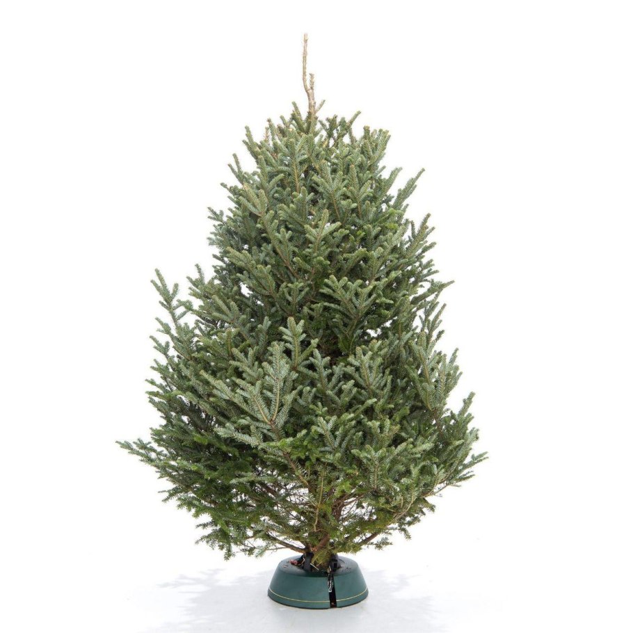 Елка Живая пихта Фразера
