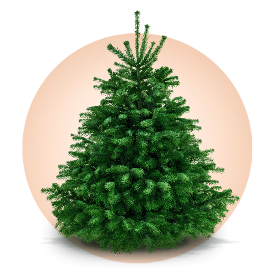 Пихта Нордмана елки