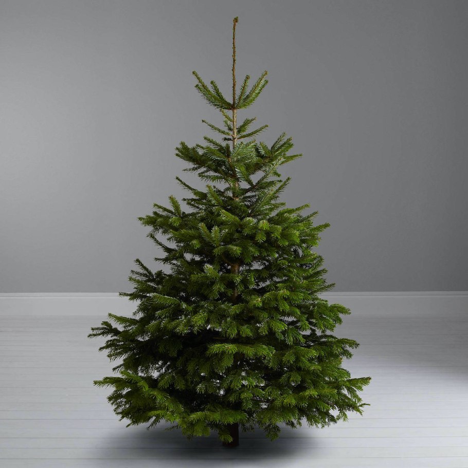 Пихта Нордмана 200см