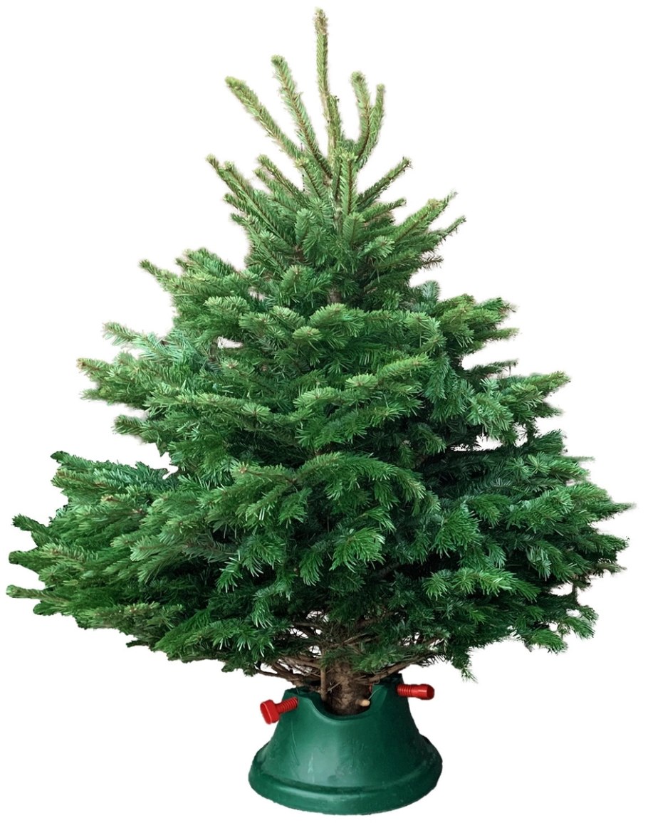 Пихта Нордмана елки