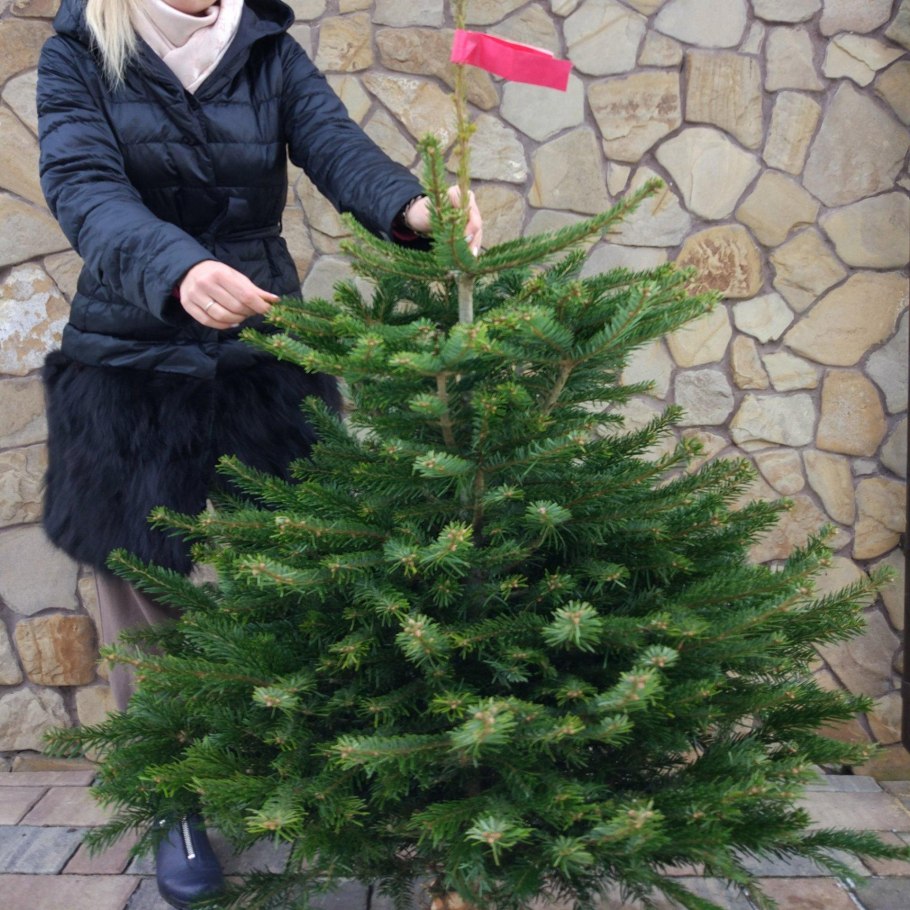 Nordmann fir