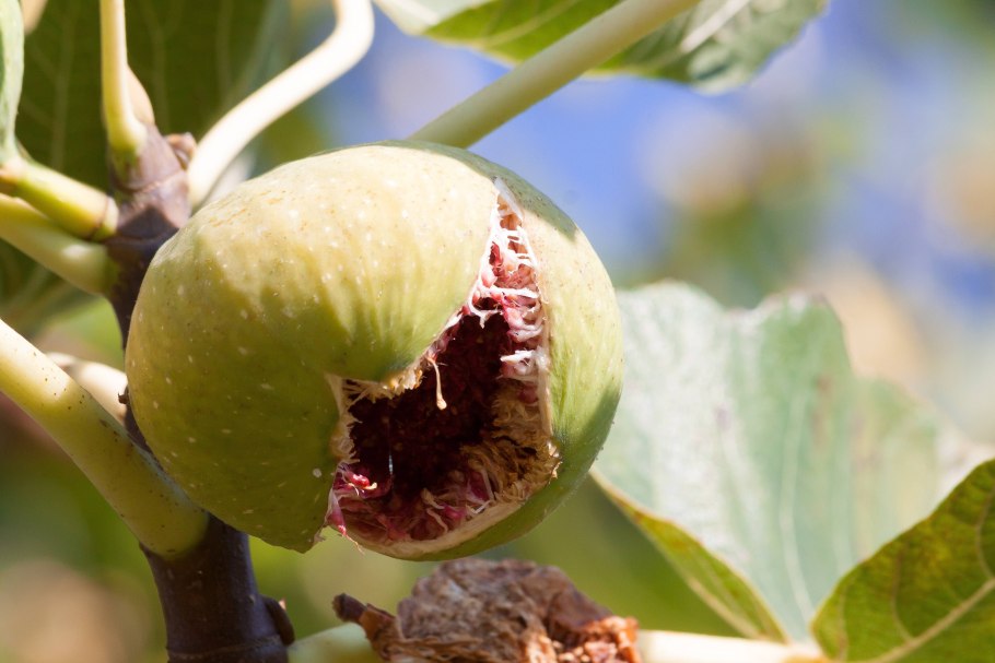 04 Fig