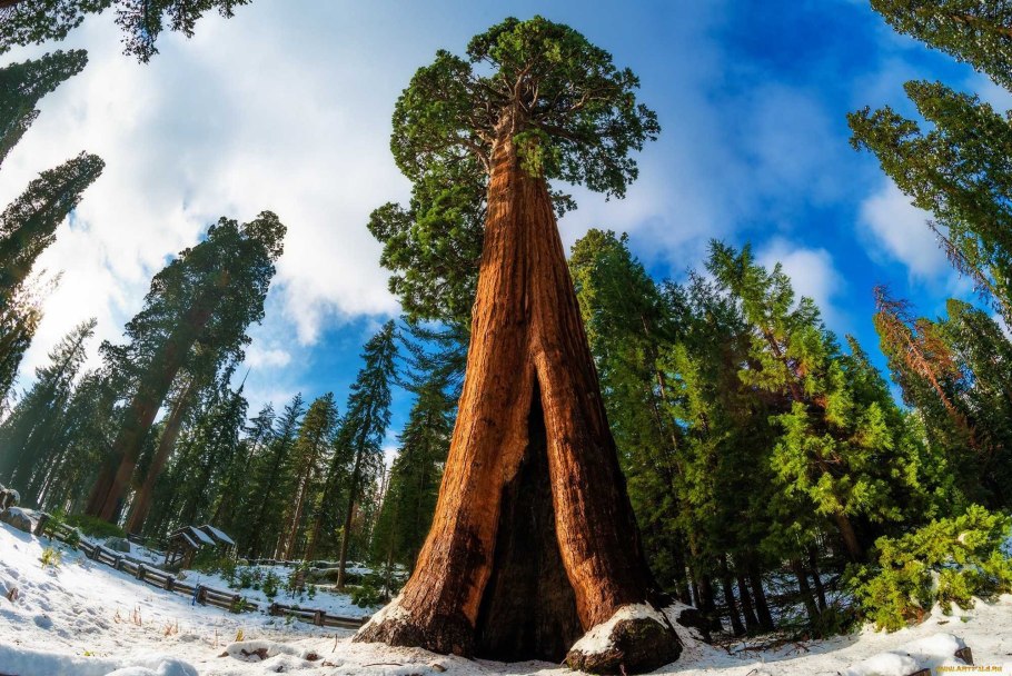 Sequoiadendron giganteum