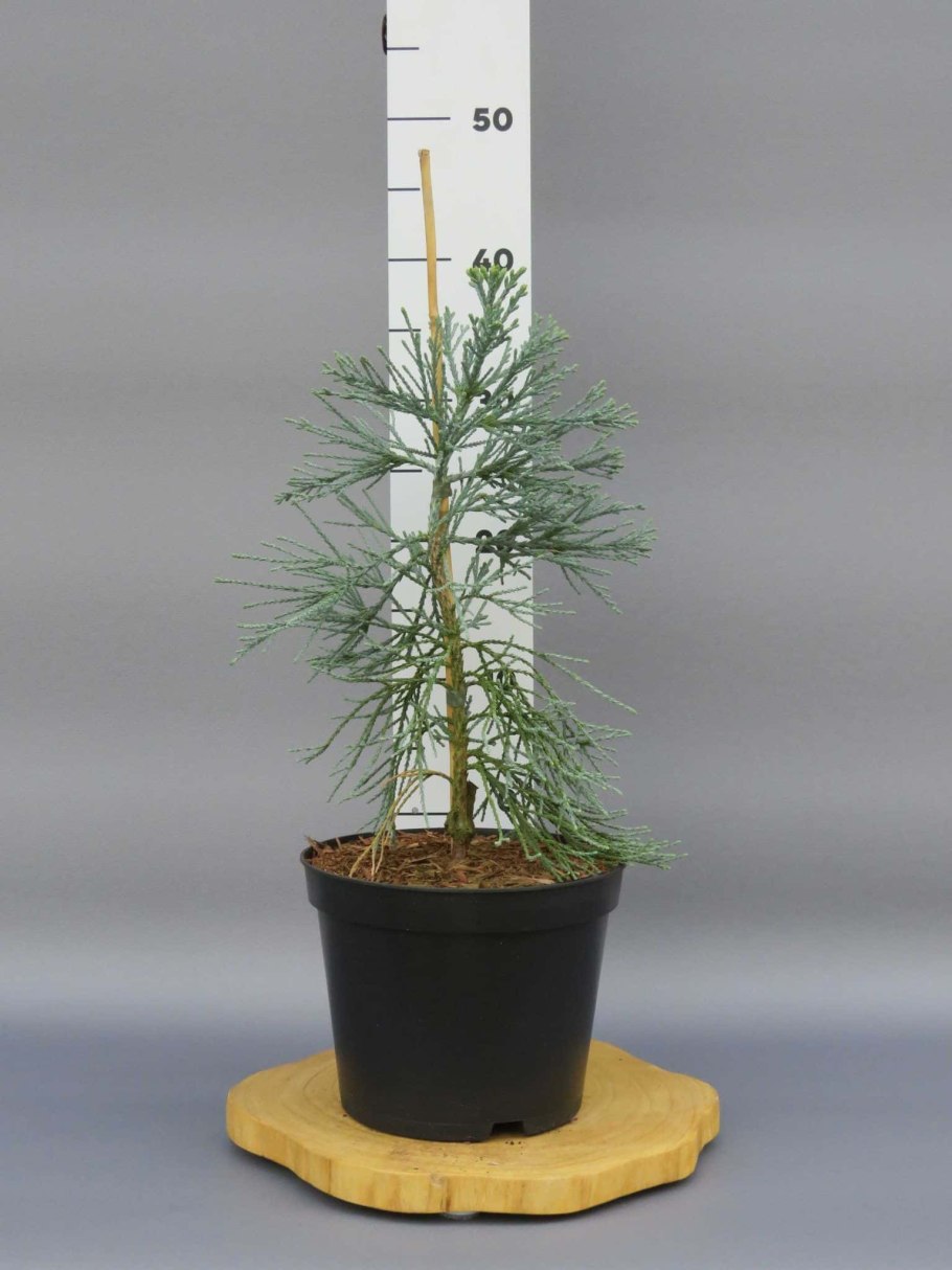 Sequoiadendron giganteum ветки