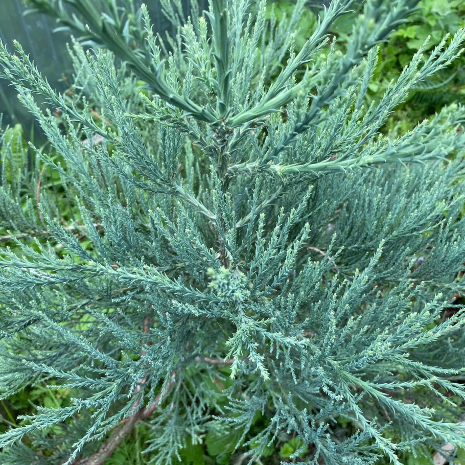 Sequoiadendron giganteum glaucum