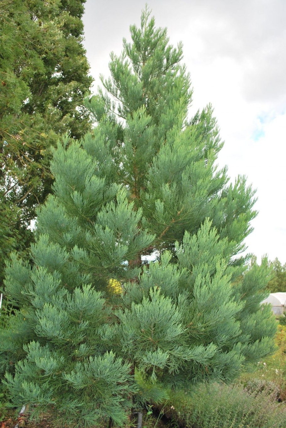 Sequoiadendron giganteum Philip Curtis